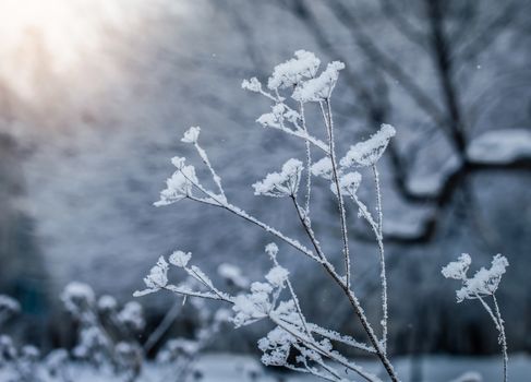 Dry plant covered with snow on a frosty winter day in the outdoor.