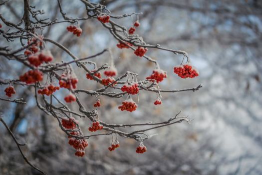 Snow-covered branches of red mountain ash on a cold winter day.