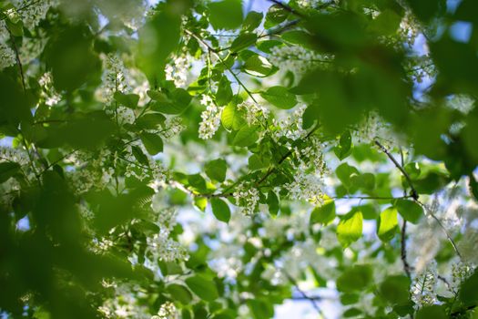 Branch of flowering bird cherry in white flowers on a spring sunny day.