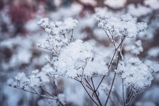 Dry plant covered with snow on a frosty winter day in the outdoor.