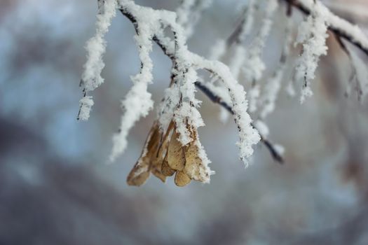 Dry plant covered with snow on a frosty winter day in the outdoor.