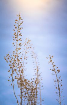 Dry plant covered with snow on a frosty winter day in the outdoor.