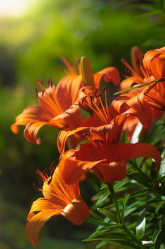 Beautiful flowers of orange lilies in the garden on a summer day.