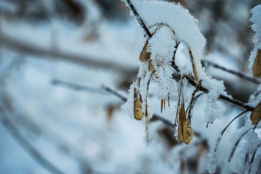 Dry plant covered with snow on a frosty winter day in the outdoor.