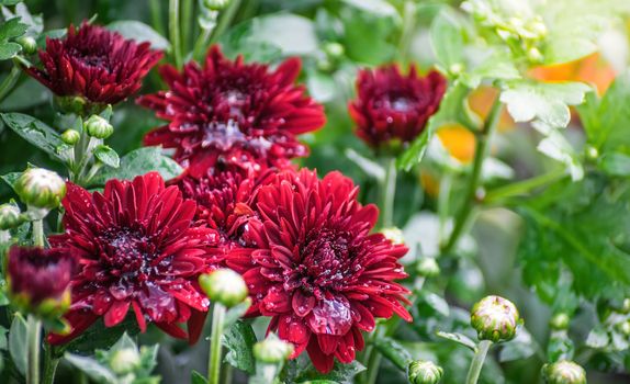 Flower of chrysanthemum in drops after rain on a summer sunny day close up on blurred background.