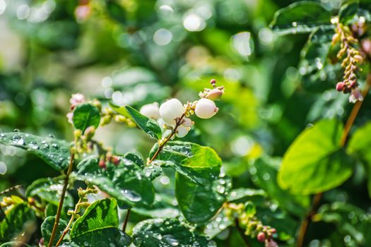 Snowberry in drops of water after a rain in a sunny day close up on a blurred background.