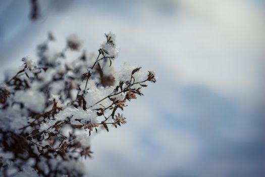 Dry plant covered with snow on a frosty winter day in the outdoor.