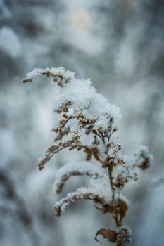 Dry plant covered with snow on a frosty winter day in the outdoor.