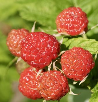 Macro of ripening red blackberries on a bush