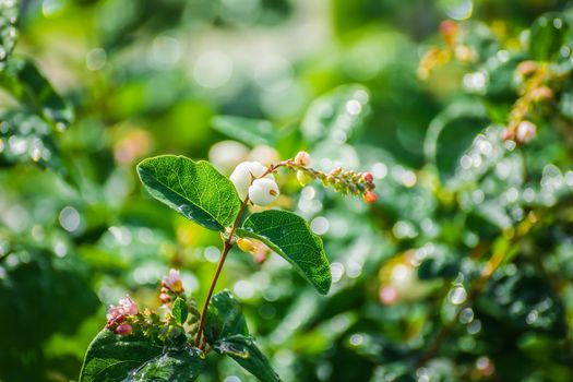 Snowberry in drops of water after a rain in a sunny day close up on a blurred background.