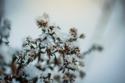 Dry plant covered with snow on a frosty winter day in the outdoor.