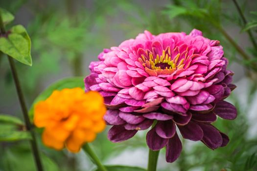 Beautiful red flower Zinnia in the garden