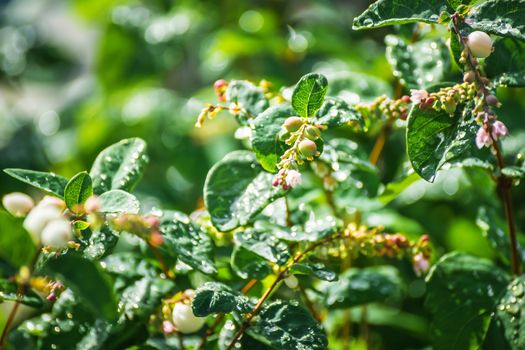 Snowberry in drops of water after a rain in a sunny day close up on a blurred background.