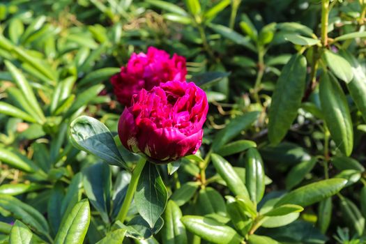 Top view of yellow and orange rose flower in a roses garden with a soft focus background.