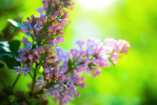 Branch of blossoming lilac on a sunny day close up on a blurred background.