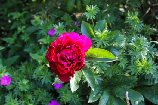 Top view of yellow and orange rose flower in a roses garden with a soft focus background.