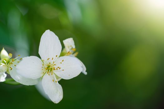 Twig with white jasmine flower close-up in spring on a blur background.