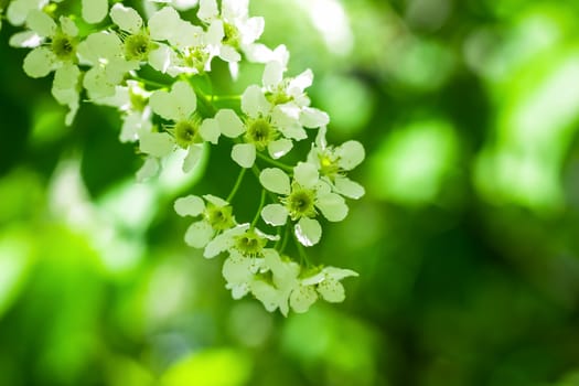 Branch of flowering bird cherry in white flowers on a spring sunny day.