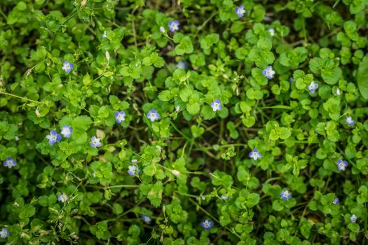 Blue flowers Veronica speedwell closeup in meadow