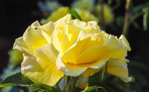 Top view of yellow and orange rose flower in a roses garden with a soft focus background.