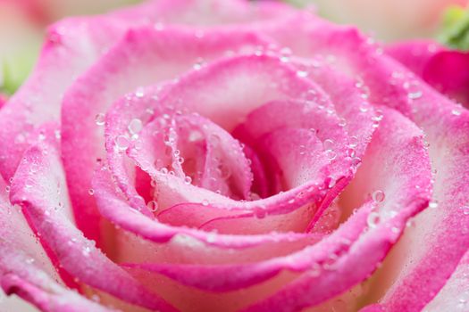 Pink rose flower in drops after rain close up.