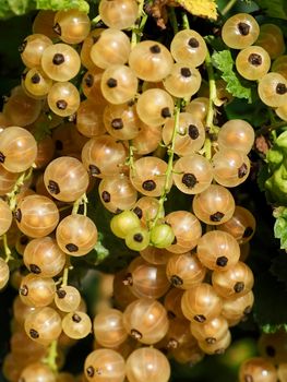 Macro of red currants at a bush ripening in the sun