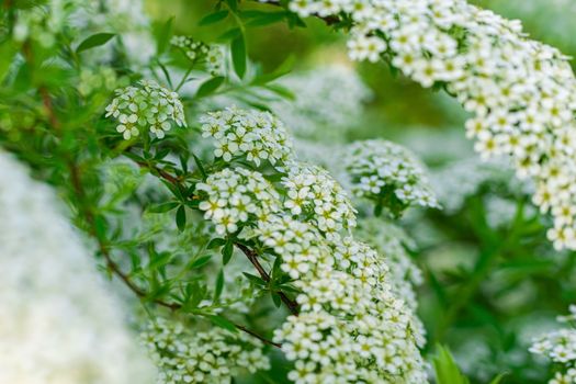 Blooming spirea on a spring day close-up outdoors.