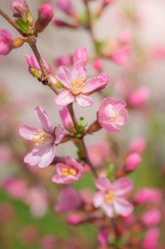 Spring flowering pink almond closeup in garden.