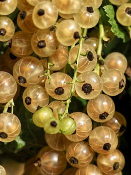 Macro of red currants at a bush ripening in the sun