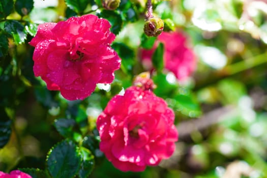 Rose flower close up on a green blurred background.