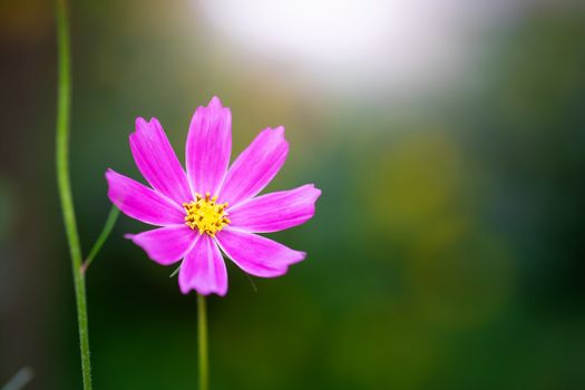 Cosmos flower Cosmos Bipinnatus with blurred background.