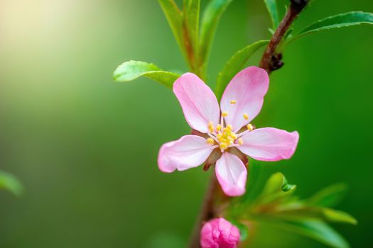 Spring flowering pink almond closeup in garden.