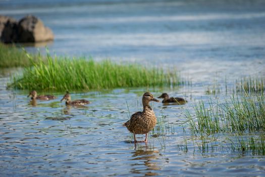 Wild ducks on a summer sunny day in the river.