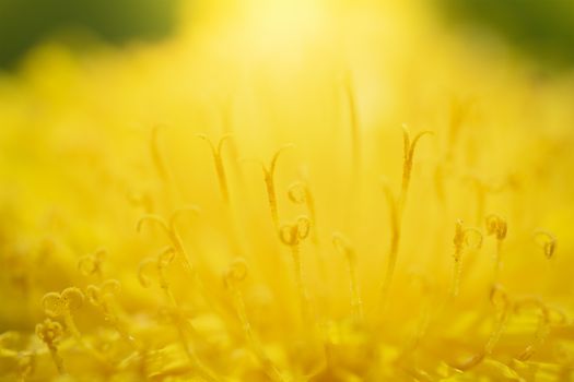 Dandelions close up on a blurred background.