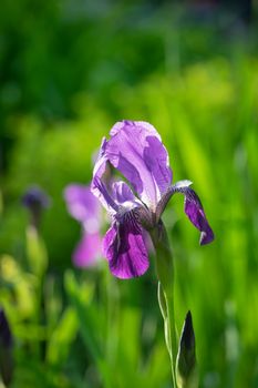 Blooming iris on a summer day outdoors on blur background.