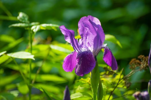 Blooming iris on a summer day outdoors on blur background.