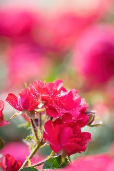 Red rose flower on a green blurred background.