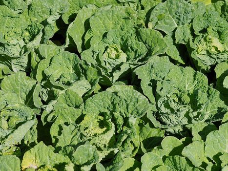 Green field with cabbages in a vegetable garden