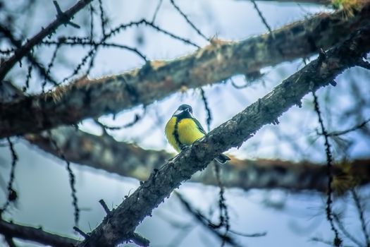 Titmouse on a snowy winter day sitting on a tree branch.