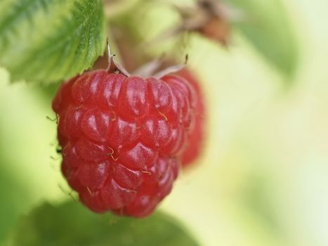 single raspberry ripening at a bush in the garden