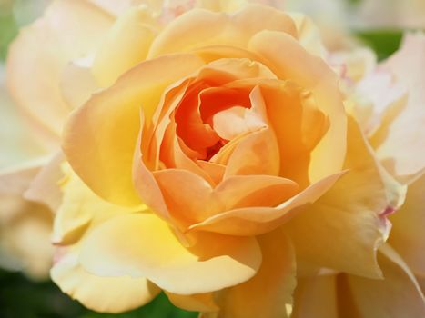 Macro of a beautiful orange rose