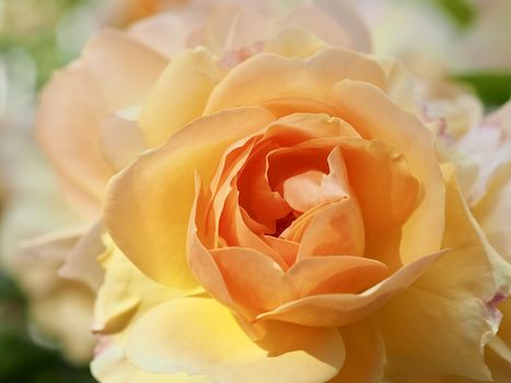 Macro of a beautiful orange rose