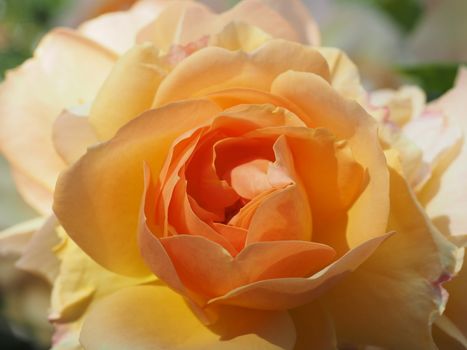 Macro of a beautiful orange rose