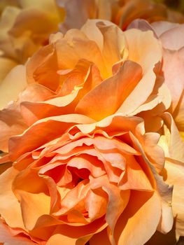 Macro of a beautiful orange rose