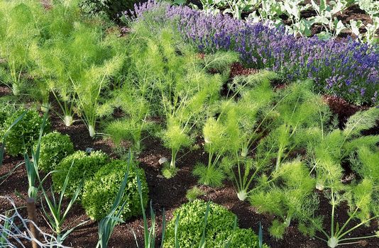 Vegetable garden with kohlrabi plants and lavender flowers