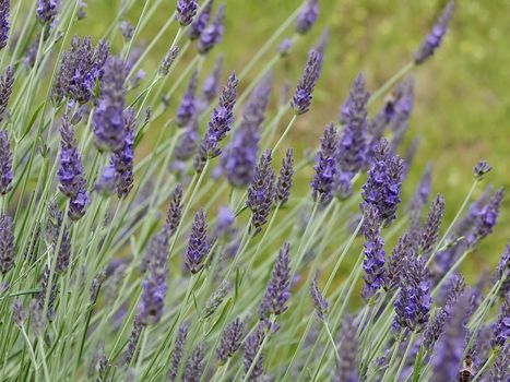 Blooming lavender flowers in a garden
