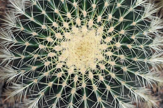 Detail of the Golden barrel - Echinocactus grusonii - cactus