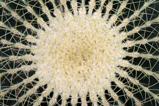 Detail of the Golden barrel - Echinocactus grusonii - cactus