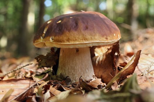 Detail of the edible mushroom - king boletus