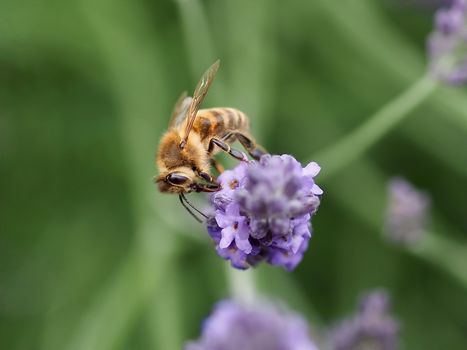 Macro of a honey bee on a lavender flower